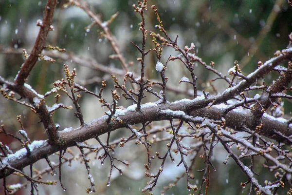 Ramos Uma Árvore Com Neve Topo — Fotografia de Stock