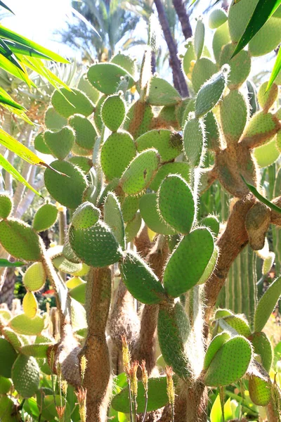 Opuntia Ficus Indica Kaktus Som Kallas Taggig Päron — Stockfoto