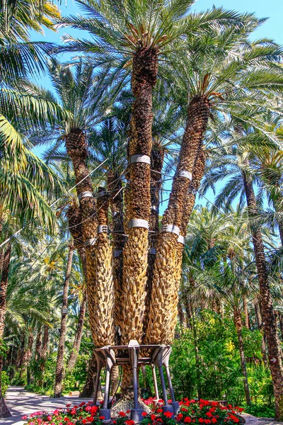 Elche Spain 2019 Famous Imperial Palm Eight Arms Elche — Stock Photo, Image