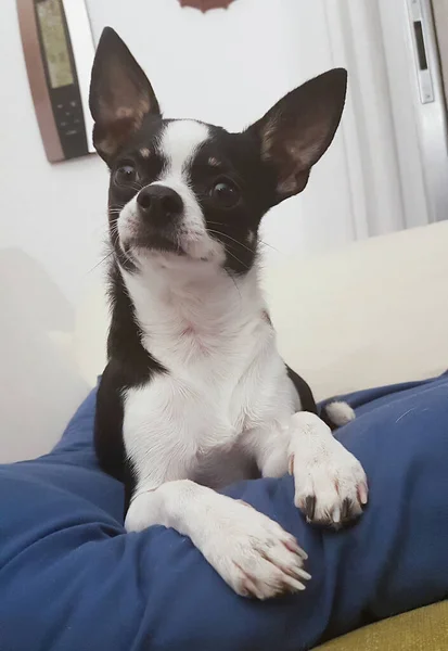 Chihuahua Blanco Negro Muy Atento —  Fotos de Stock