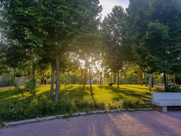 Vägen Innanför Park Full Träd — Stockfoto