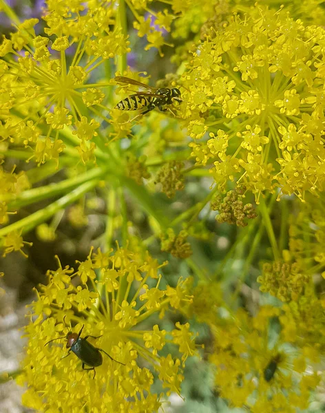 Belas Flores Amarelas Funcho Foeniculum Vulgare — Fotografia de Stock