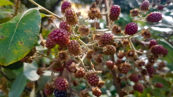 Zaden Klaar Plant Verlaten — Stockfoto