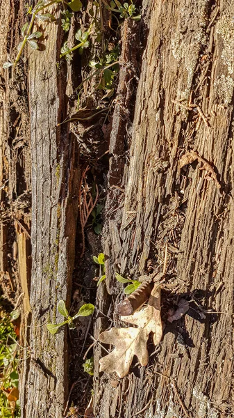 Kuru Gövdede Kuru Yapraklar — Stok fotoğraf