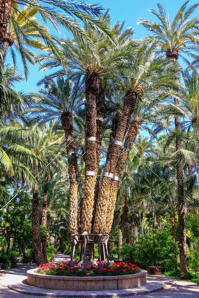 Elche España 2019 Famosa Palma Imperial Con Ocho Brazos Elche Fotos de stock libres de derechos