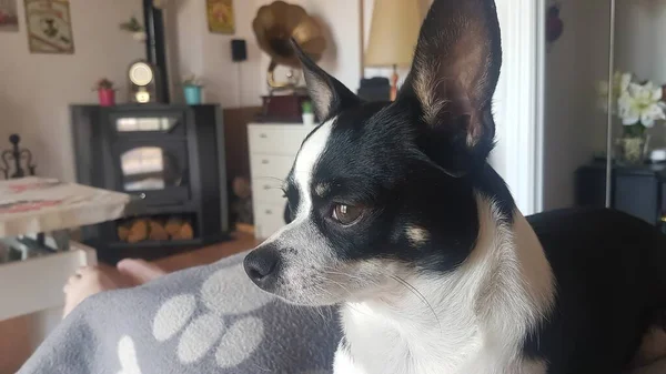 Chihuahua Preto Branco Atencioso — Fotografia de Stock