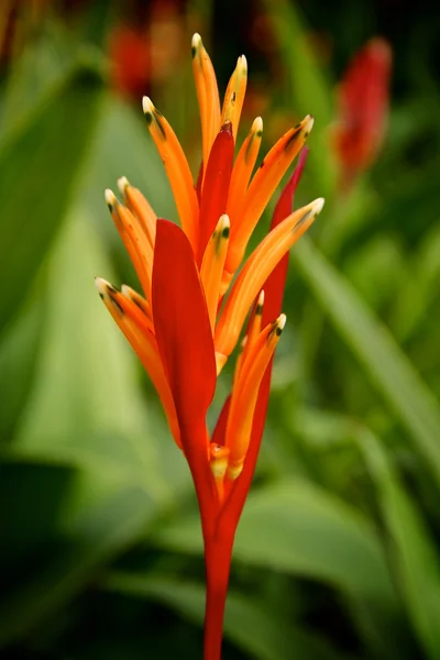 Fiore di parrocchetto rosso — Foto Stock