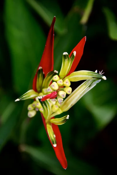 빨간 꼬 꽃 — 스톡 사진