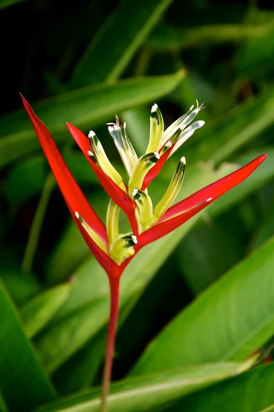 Flor de periquito vermelho — Fotografia de Stock