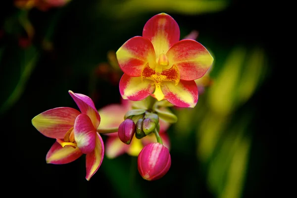 Orchidea di Phalaenopsis rossa e gialla — Foto Stock