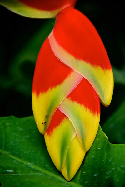 랍스터 발톱 꽃 가까이 — 스톡 사진