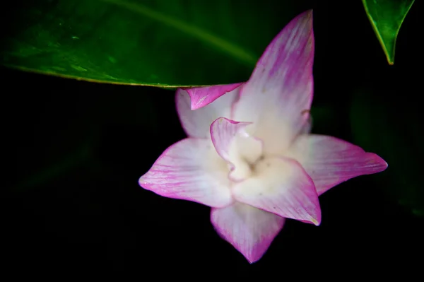섬세 한 핑크 Calathea 꽃 — 스톡 사진