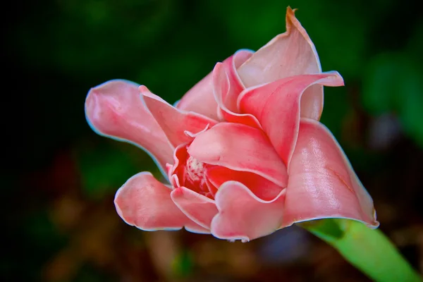 Delicate pink ginger blossom — Stok fotoğraf