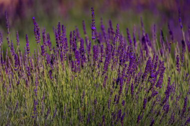 Çiçek açan lavanta tarlası San Francisco yakınlarındaki Vacaville Kuzey Kaliforniya 'daki bir çiftlikte hasat için hazır.