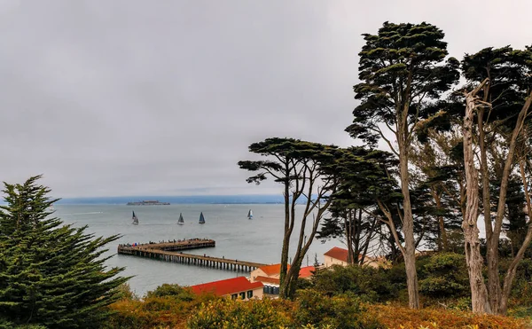View San Francisco Bay Alcatraz Low Hanging Fog Monterey Cypress — Stockfoto