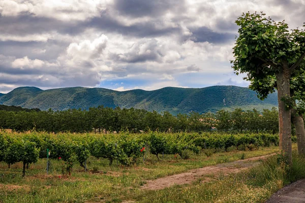 Vineyards Beautiful Valley Pamplona Northern Spain Surrounded Sierra Del Perdon — Stockfoto