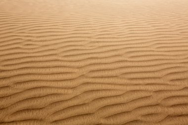 çöl kumulları maspalomas gran canaria