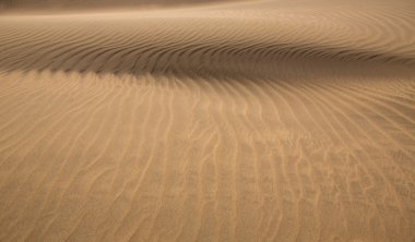 çöl kumulları maspalomas gran canaria