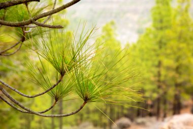 Carary pine leaves needles in gran Canaria clipart