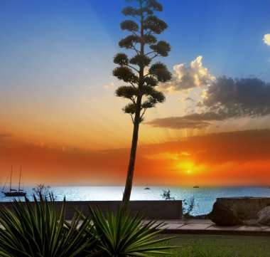 Amadores gran canaria Kanarya Adaları