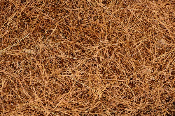 Dried pine leaves needles pattern background — Stock Photo, Image