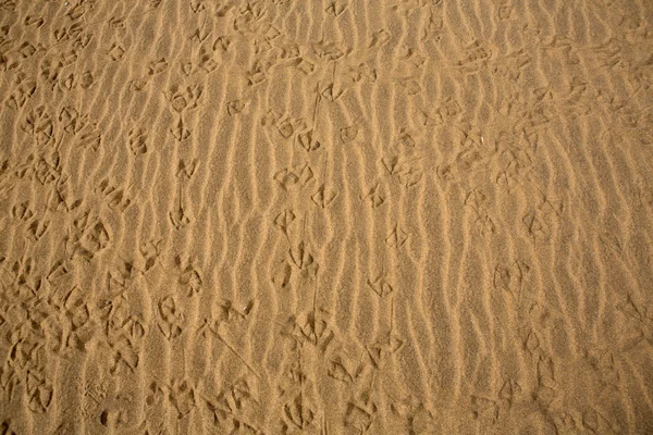 Desert dunes in Maspalomas Gran Canaria — Stock Photo, Image