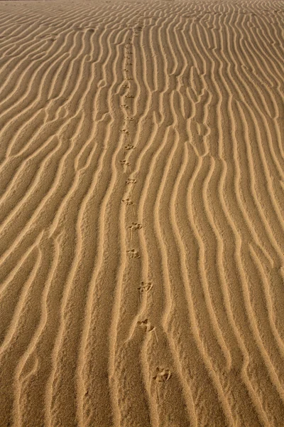 Ökensanddyner i maspalomas gran canaria — Stockfoto