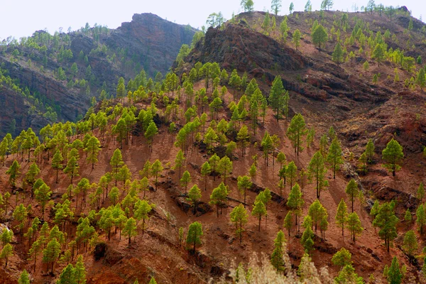 Gran canaria kanárskými borovicemi hory — Stock fotografie