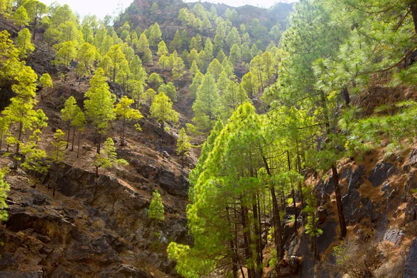 Gran canaria kanárskými borovicemi hory — Stock fotografie