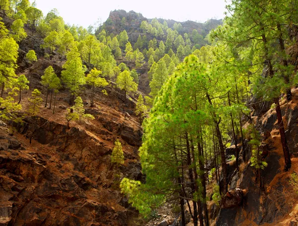 Gran Canaria Montañas de pino canario — Foto de Stock