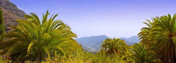 Gran Canaria Canary Palm tree mountains — Zdjęcie stockowe