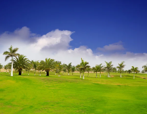 Зеленый газон для гольфа Гран-Канария Мелонерас — стоковое фото