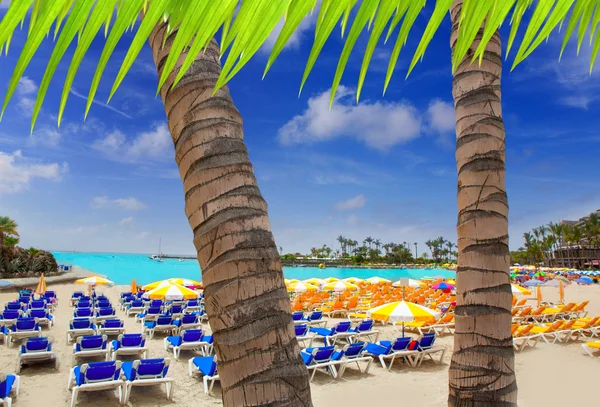 ANFIA del mar anfidelmar beach gran canaria