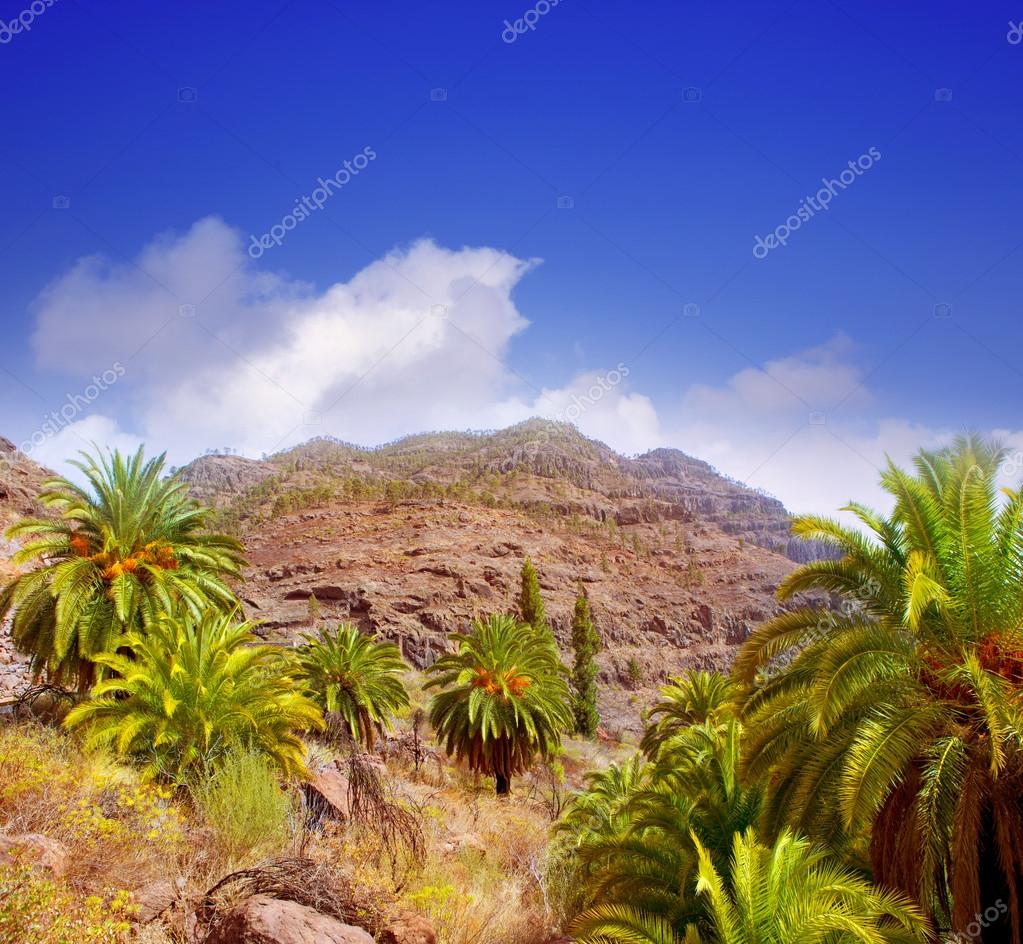 Gran canaria kanariefågel palm träd berg — Stockfotografi © lunamarina ...