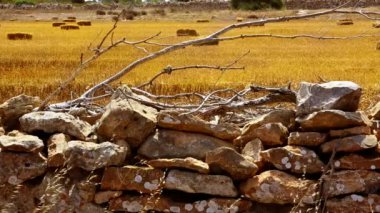 buğday çim duvar Kuru dallar geleneksel taş duvar formentera Balear adaya kurutulmuş