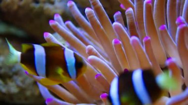 anemonefish de anemon üzerinde yüzmeye palyaço balığı palyaço