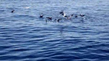 kombine martılar saldırı sırasında büyük yırtıcı balıkların bir balık okula