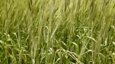 Balear yeşil buğday alan formentera Adası Focus ön planda