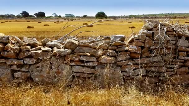 Grama de trigo seco na ilha Baleares Formentera de alvenaria galhos secos parede de pedra tradicional — Vídeo de Stock