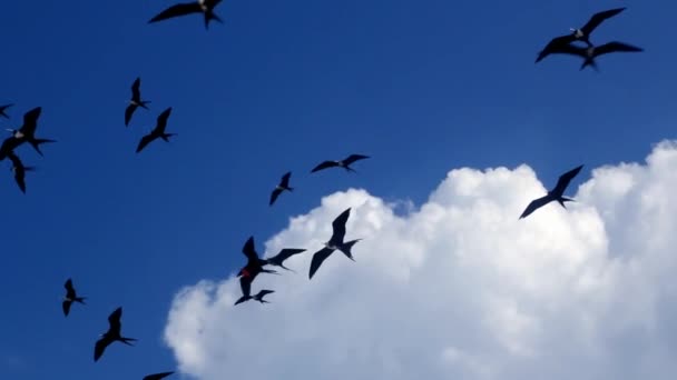 Фрагата стая фрегатных птиц, летающих группа над голубым небом с облаками на острове Контой — стоковое видео