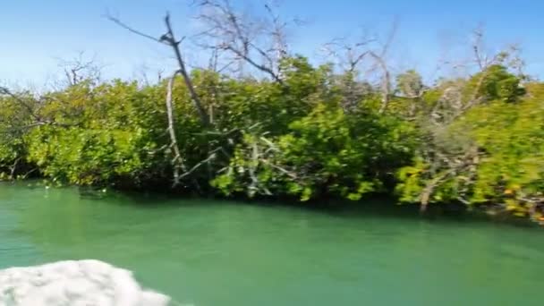 与红树林视图中移动的小船在墨西哥坎昆玛雅里维埃拉 — 图库视频影像