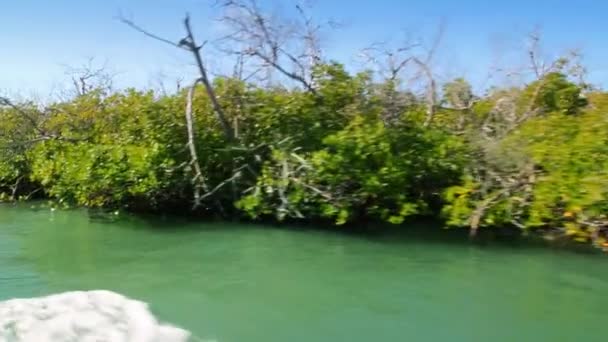 Riviera Maya de Cancun avec vue sur la mangrove dans un bateau en mouvement au Mexique 