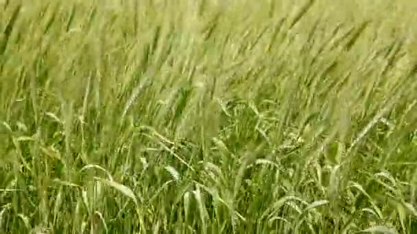Champ de blé vert des Baléares dans l'île de Formentera focus au premier plan 