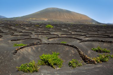Lanzarote la geria bağında siyah volkanik toprak