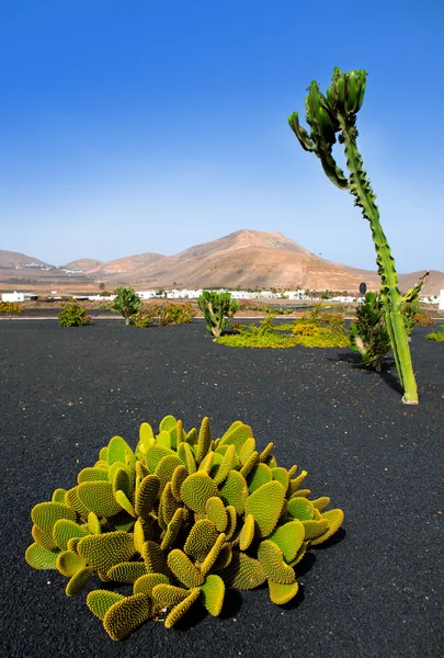 Lanzarote Yaiza with cactus and mountains — Stock Photo, Image