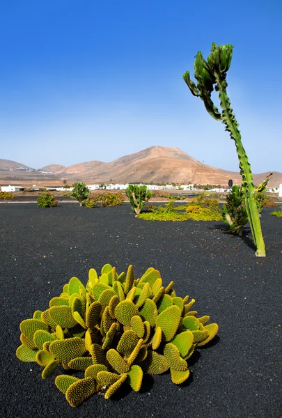 Lanzarote Yaiza com cacto e montanhas — Fotografia de Stock