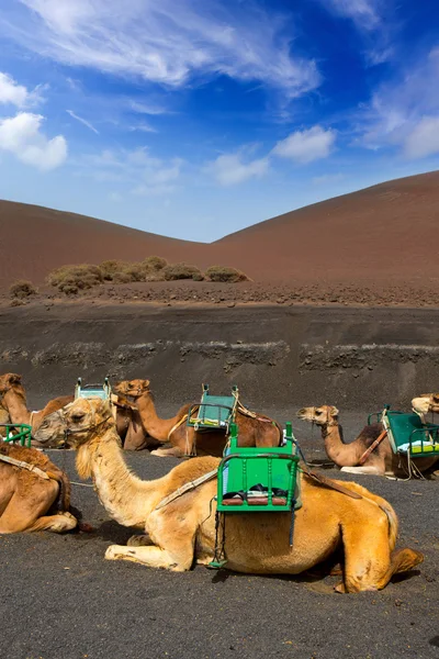 Camello en Lanzarote en timanfaya montañas de fuego — Foto de Stock