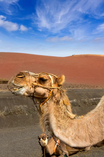 Camello en Lanzarote en timanfaya montañas de fuego — Foto de Stock