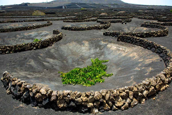 Lanzarote La Geria vineyard on black volcanic soil — Stock Photo, Image