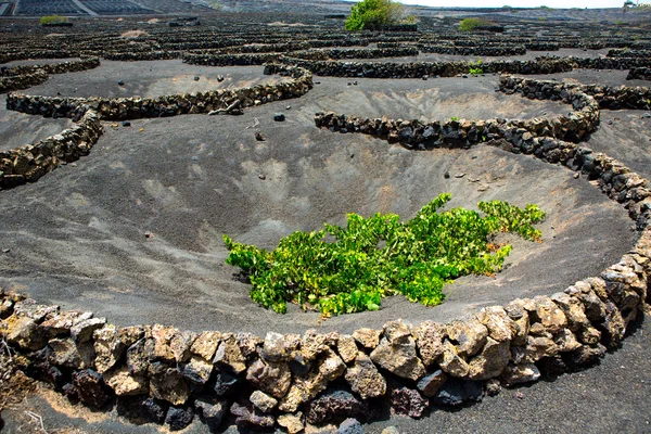 Lanzarote La Geria vineyard on black volcanic soil — Stock Photo, Image